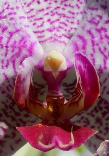 Ampliación Flor Orquídea Hay Pistilo Estigma Estambre — Foto de Stock