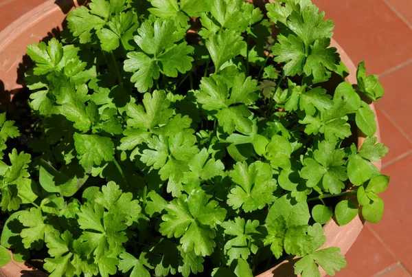 Many Green Leaves Parsley Pot — Stock Photo, Image
