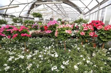 Interior of the greenhouse of a florist with many pots of flowers blossomed in spring