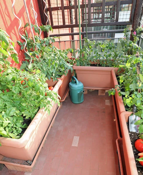 Urban Farming Urban Gardening City Pots Tomato Terrace House — Zdjęcie stockowe