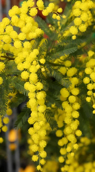 Branch Yellow Mimosa Numerous Small Flowers Blossomed March Symbol Women — стокове фото