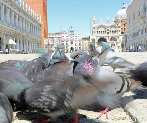 Pigeon Beaucoup Autres Oiseaux Sur Piazza San Marco Venise Italie — Photo