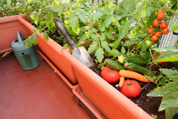 sustainable agriculture in the urban garden made of large pots on the terrace of the condominium in the city with freshly picked vegetables and a green watering can