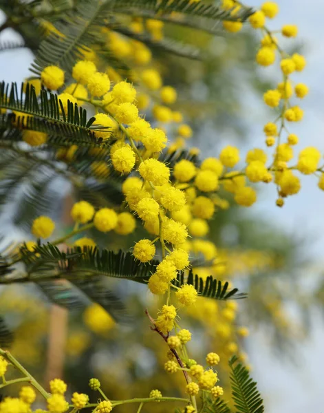 Branch Yellow Mimosa Bloom March Symbol Women Day — Stock Fotó