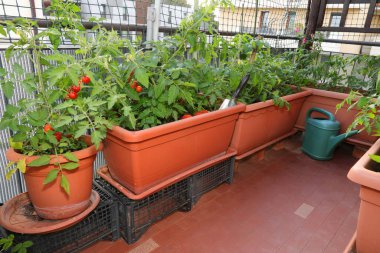 Example of Urban agriculture or  urban farming or urban gardening in the city with pots of tomato in the terrace of an house