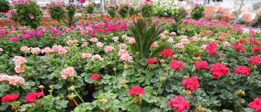 Interior of a florist's greenhouse with many pots of geraniums blossomed in spring
