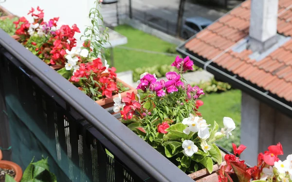 Vase Blooming Flowers Railing House City Spring Snapdragons Begonias — ストック写真