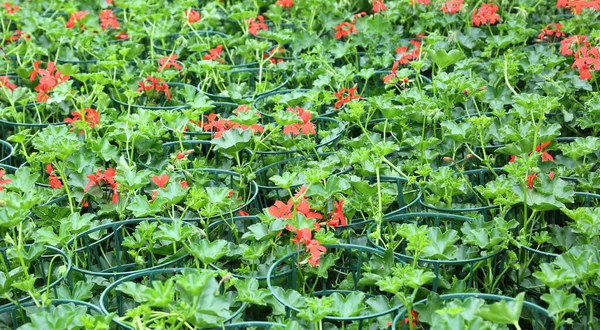 Many Vases Colorful Red Geraniums Flowers Sale Greenhouse Florist Spring — ストック写真