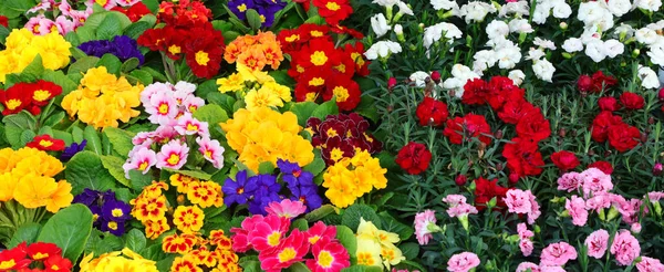 Primroses More Flowers Spring Market — Stockfoto