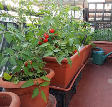 urban garden with the sustainable cultivation of red tomato plants on the terrace of the house in the city without people