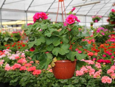 Hanging vase of geraniums flowers for sale in the greenhouse of the florist in spring