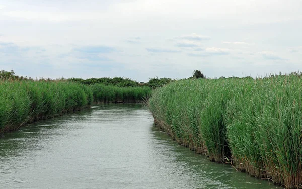 Reeds Vegetation River Bank Delta Mouth — ストック写真