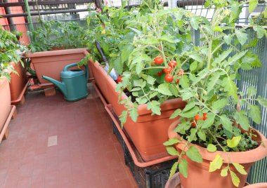 Şehrin terasında büyük saksılar ve kırmızı domates bitkileriyle oluşturulmuş bir şehir bahçesi.