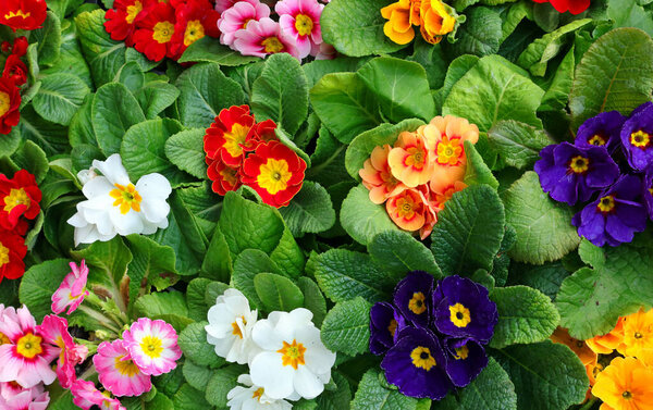много цветов Primroses весной на рынке
