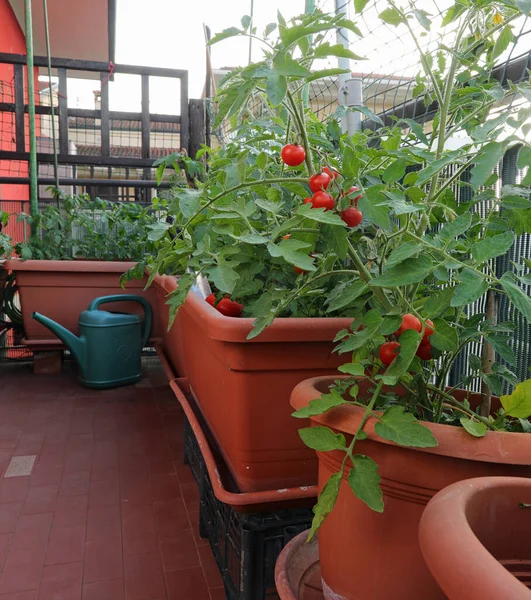 big pots for the urban cultivation of tomatoes on the terrace of the house in the city and a green watering can without people