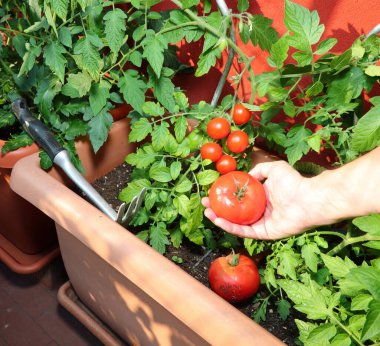 hand of the farmer with ripe tomato in the urban garden with the eco-sustainable cultivation of red tomato on the terrace of the house in the city clipart