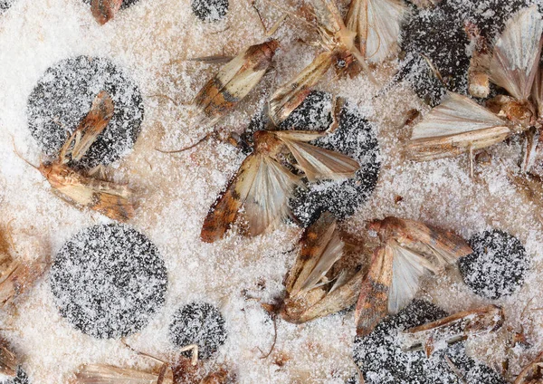 Schmetterlinge Indische Mehlmotten Genannt Gefangen Der Pheromonfalle Den Befall Der — Stockfoto