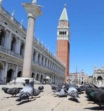 İtalya 'da Venedik' teki Piazza San Marco yakınlarında pek çok güvercin kırıntı yiyor ve Coronavirus yüzünden onları rahatsız edecek turist yok.