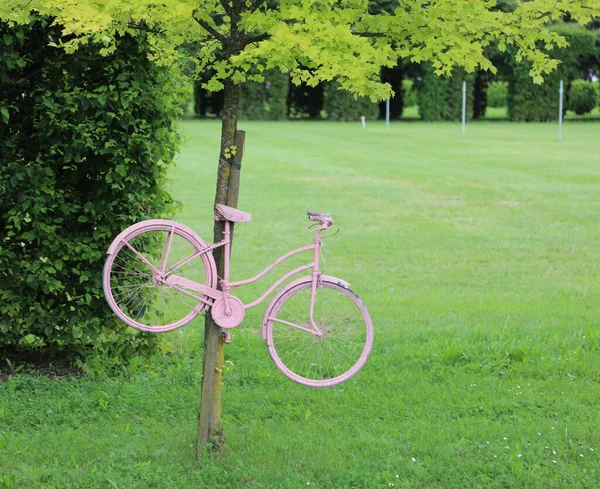 Bicicleta Rosa Pendurada Árvore Durante Passagem Uma Corrida Bicicleta — Fotografia de Stock