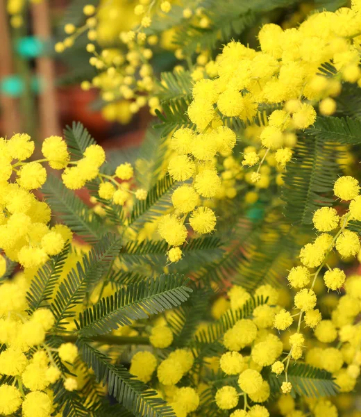 Rama Flor Mimosa Amarilla Flor Símbolo Marzo Del Día Mujer —  Fotos de Stock