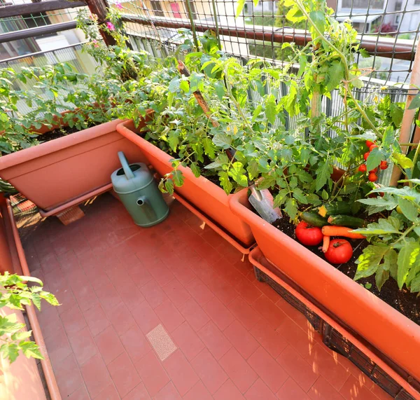 sustainable agriculture in the urban garden made of large pots on the terrace  in the city with tomato plants