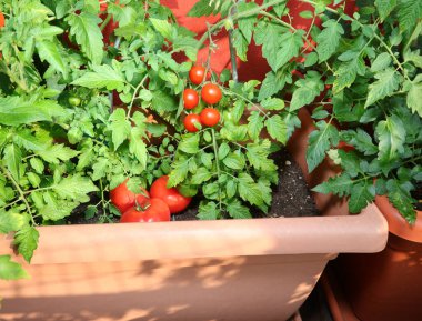 Kırmızı olgun domatesler terasta, saksı da şehir bahçesinde.