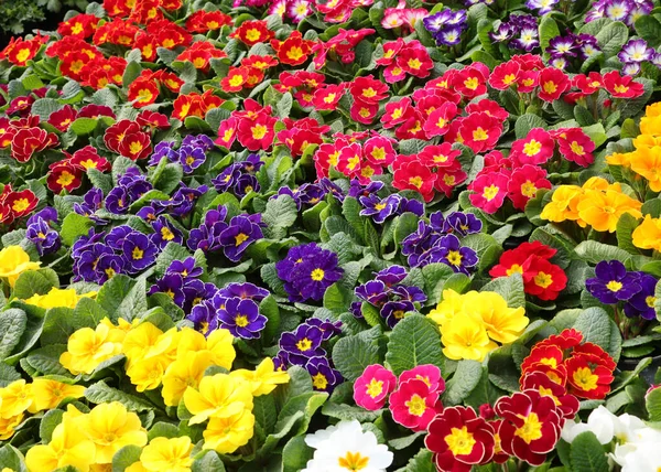 Stand Mit Vielen Töpfen Voller Bunter Primeln Die Frühling Blühen — Stockfoto