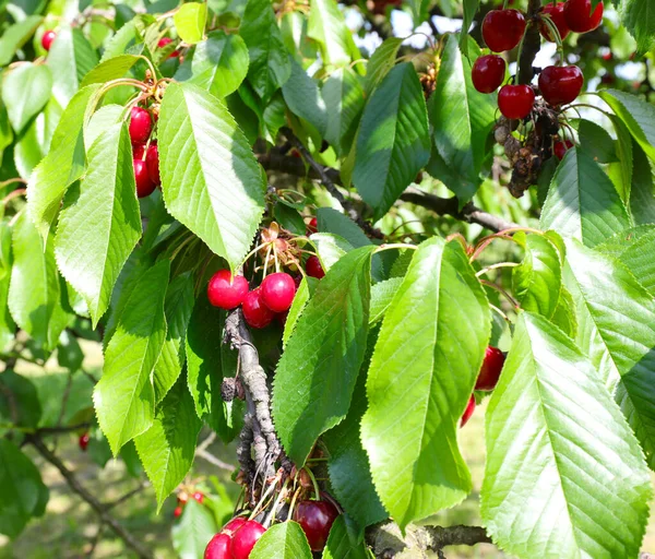 Cerezas Rojas Cerezo Maduro Mayo — Foto de Stock