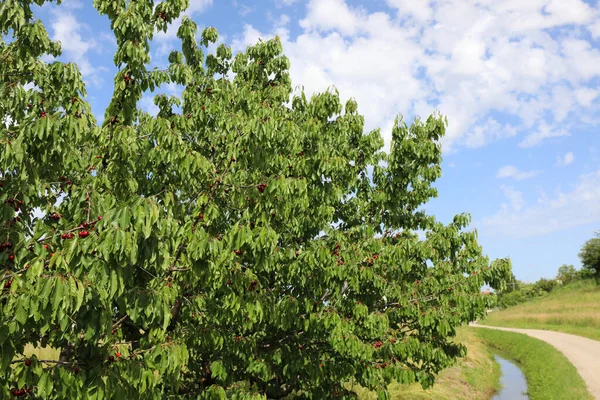 Körsbärsträd Med Röda Mogna Körsbär Ett Lantligt Landskap Och Diket — Stockfoto