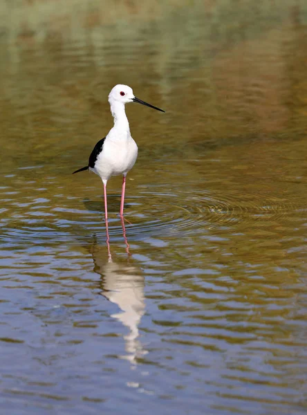 Pássaro Chamado Estilhaço Asas Pretas Água Lagoa — Fotografia de Stock