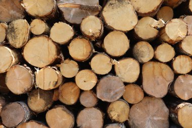 Dağlardaki endüstriyel kereste fabrikasında kesilen ağaç ve kütüklerin arka planı