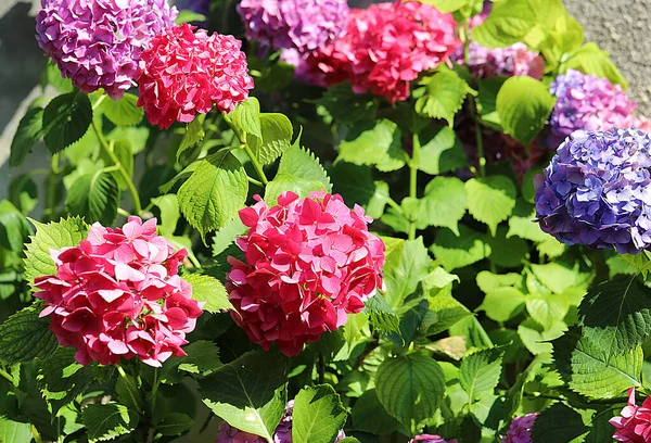 Bloeiende Hortensia Bloemen Een Tuin Van Een Appartementencomplex — Stockfoto