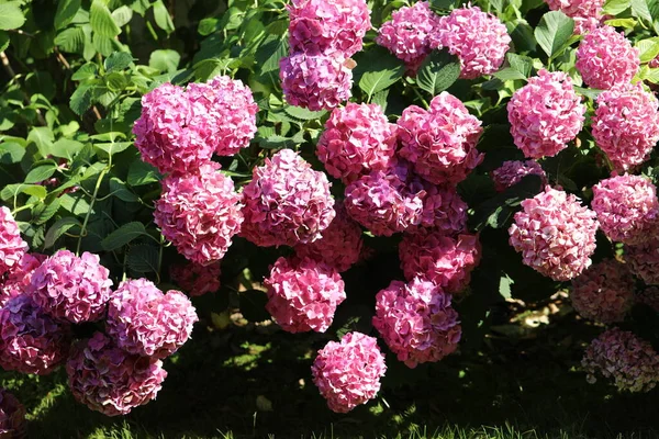 hydrangea flowers in a garden of an apartment building in summer