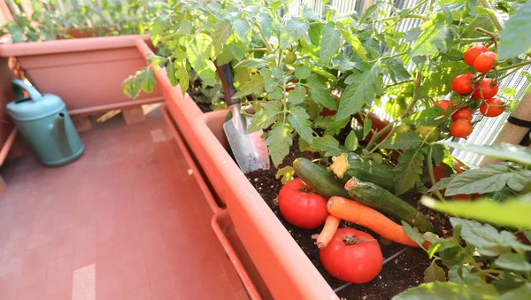 Pomidory Warzywne Uprawiane Sadzarkach Mieszkania Miejskiego Symbol Zrównoważonego Rolnictwa — Zdjęcie stockowe