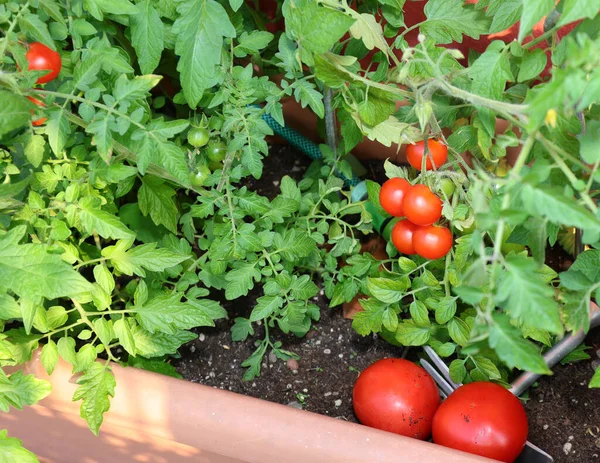 Tomates Rojos Con Las Plantas Cultivadas Olla Una Terraza Del — Foto de Stock