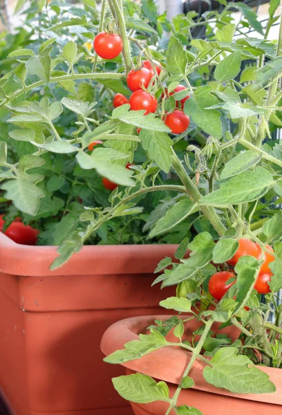 Ripe red tomatoes in the pots of a cultivation from sustainable agriculture in the city apartment...