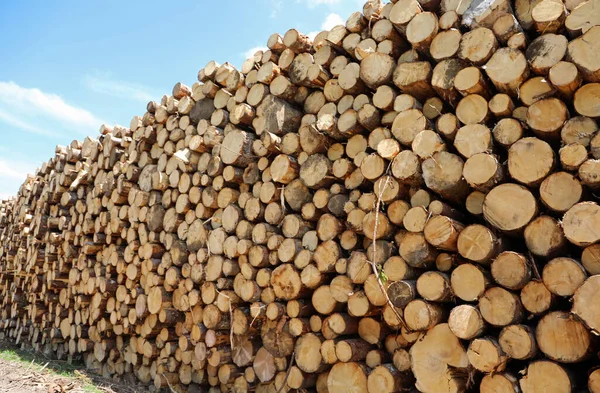 Большая Стопка Древесины Большим Количеством Деревьев Вырубленных Лесорубами Строительной Отрасли — стоковое фото