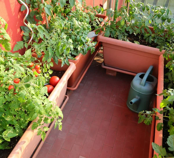 Stadsträdgård Med Tomatplantor Stora Krukorna Staden — Stockfoto