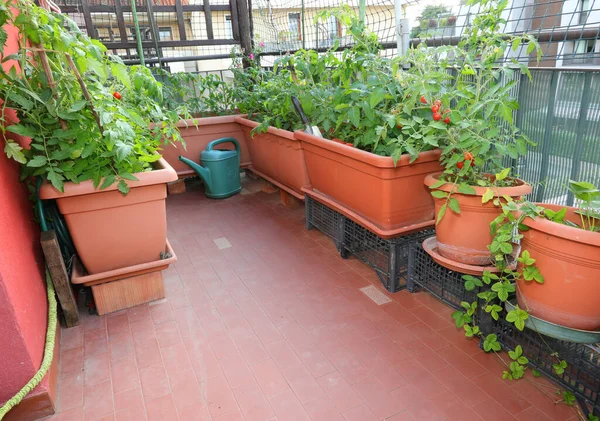 Pots Tomato Terrazza House City Withput People — Stock Photo, Image