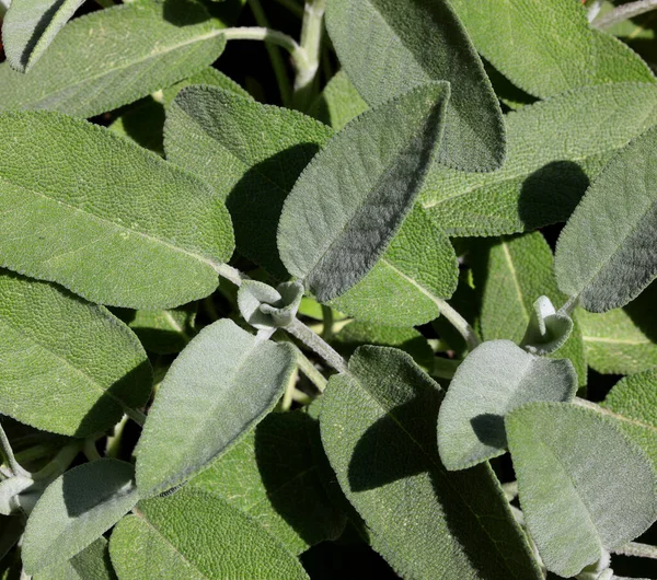 Πλούσιο Φασκόμηλο Πράσινα Φύλλα Τυπικό Αρωματικό Φυτό Μεσογειακών Περιοχών — Φωτογραφία Αρχείου
