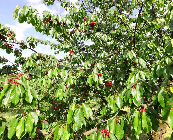 Lkbaharda Ağaçta Olgunlaşmış Kirazlar Sebze Pazarında Satılmaya Hazır — Stok fotoğraf