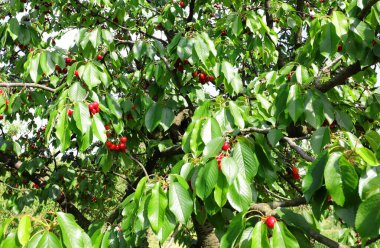 Baharda ağaçta kırmızı kirazlar toplanmaya hazır sebze pazarında satılmaya hazır.