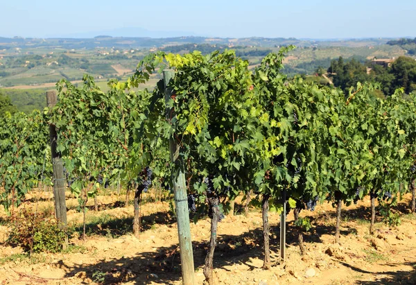 Vigneto Sulla Collina Estate Italia — Foto Stock