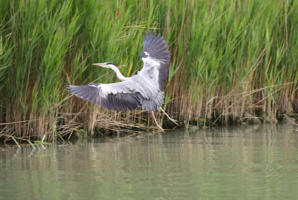 Bird Called Grey Heron Ardea Cinerea Pond While Flying — Stock Photo, Image