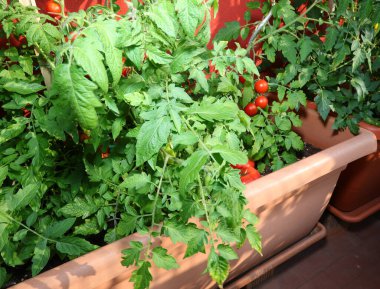 Domates ve kırmızı meyveli saksı şehirdeki apartman dairesinde.