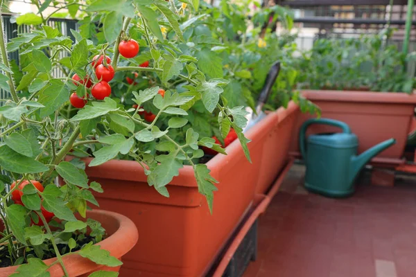 Czerwone Pomidory Doniczkach Tarasie Mieszkania Mieście Uprawa Nazywana Jest Miejskim — Zdjęcie stockowe