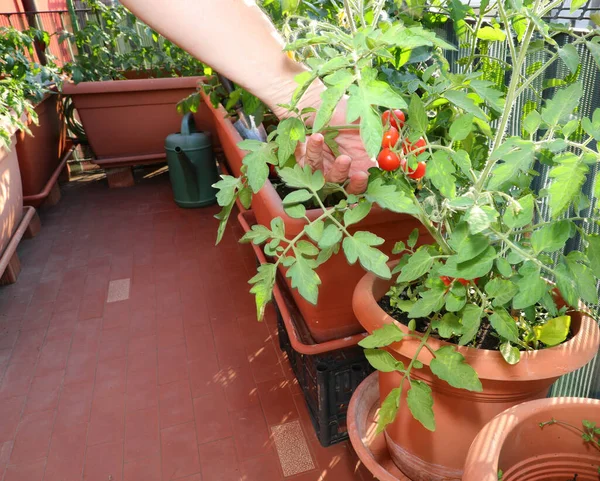 Ręka Chłopca Podczas Zbierania Pomidorów Uprawianych Roślinach Wewnątrz Doniczek Mieszkaniu — Zdjęcie stockowe