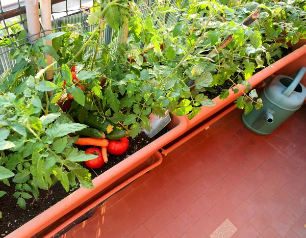 Vasos Tomate Terraço Jardim Urbano Com Uma Lata Rega Verde — Fotografia de Stock