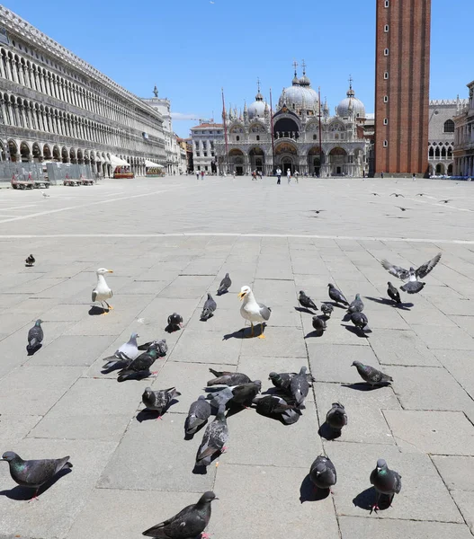 在威尼斯的圣马可广场上有许多没有松鸡的鸽子 因为那里有考罗那病毒的爆发 — 图库照片