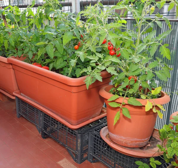 Horta Urbana Para Cultivo Vegetais Vasos Flores Grandes Nos Terraços — Fotografia de Stock